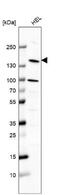 Phospholipase C Beta 2 antibody, NBP2-58951, Novus Biologicals, Western Blot image 