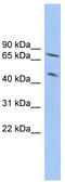 Tripartite Motif Containing 3 antibody, TA344532, Origene, Western Blot image 