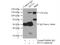 SIN3 Transcription Regulator Family Member A antibody, 14638-1-AP, Proteintech Group, Immunoprecipitation image 