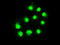 DNA excision repair protein ERCC-1 antibody, LS-C799272, Lifespan Biosciences, Immunofluorescence image 
