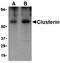 Adenylate Cyclase 7 antibody, orb5795, Biorbyt, Western Blot image 