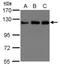 Kinesin Family Member 5B antibody, orb74151, Biorbyt, Western Blot image 