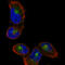 Sortilin 1 antibody, AMAb91427, Atlas Antibodies, Immunofluorescence image 