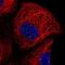 DTW Domain Containing 2 antibody, NBP2-58397, Novus Biologicals, Immunofluorescence image 