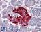 Pancreatic And Duodenal Homeobox 1 antibody, LS-B3086, Lifespan Biosciences, Immunohistochemistry frozen image 