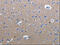 RAB3C, Member RAS Oncogene Family antibody, CSB-PA643796, Cusabio, Immunohistochemistry paraffin image 