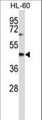 Cytohesin 1 antibody, LS-C167251, Lifespan Biosciences, Western Blot image 