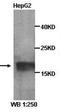 Neuronal PAS domain-containing protein 2 antibody, orb77117, Biorbyt, Western Blot image 