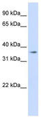 Transmembrane Protein 30B antibody, TA336070, Origene, Western Blot image 