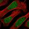 Zinc Finger Protein 613 antibody, PA5-55434, Invitrogen Antibodies, Immunofluorescence image 