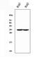 CD79b Molecule antibody, M01399-1, Boster Biological Technology, Western Blot image 
