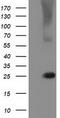 RAB, Member Of RAS Oncogene Family Like 2A antibody, TA502022S, Origene, Western Blot image 