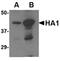 Avian Influenza Hemagglutinin 2 antibody, orb74755, Biorbyt, Western Blot image 