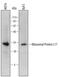 Ribosomal Protein L17 antibody, MA5-24323, Invitrogen Antibodies, Western Blot image 