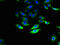 Solute Carrier Family 28 Member 1 antibody, A63434-100, Epigentek, Immunofluorescence image 