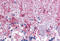 Importin subunit alpha-3 antibody, MBS247707, MyBioSource, Immunohistochemistry frozen image 