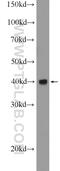 F-box only protein 2 antibody, 14590-1-AP, Proteintech Group, Western Blot image 