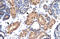Zinc finger protein-like 1 antibody, 28-059, ProSci, Immunohistochemistry frozen image 