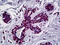 Engrailed Homeobox 1 antibody, 51-697, ProSci, Immunohistochemistry paraffin image 