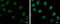 TruB Pseudouridine Synthase Family Member 1 antibody, GTX120395, GeneTex, Immunofluorescence image 