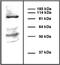 Coatomer Protein Complex Subunit Beta 1 antibody, MA1-22151, Invitrogen Antibodies, Western Blot image 