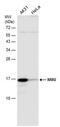 Neuromedin U antibody, PA5-78344, Invitrogen Antibodies, Western Blot image 