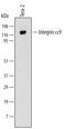 Integrin Subunit Alpha 9 antibody, MAB4574, R&D Systems, Western Blot image 