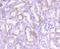 Janus Kinase 1 antibody, NBP2-75547, Novus Biologicals, Immunohistochemistry paraffin image 