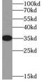 Homeobox protein SIX2 antibody, FNab07887, FineTest, Western Blot image 