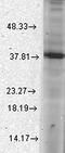 ATPase Family AAA Domain Containing 1 antibody, orb67435, Biorbyt, Western Blot image 