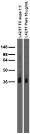 Synapse Differentiation Inducing 1 antibody, 73-251, Antibodies Incorporated, Western Blot image 