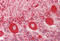 Calreticulin antibody, MBS248830, MyBioSource, Immunohistochemistry frozen image 
