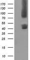 Gephyrin antibody, TA502217, Origene, Western Blot image 