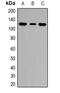Helicase-like transcription factor antibody, orb341478, Biorbyt, Western Blot image 