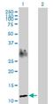 Striated Muscle Enriched Protein Kinase antibody, H00010290-D01P, Novus Biologicals, Western Blot image 