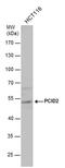 PCI Domain Containing 2 antibody, PA5-40118, Invitrogen Antibodies, Western Blot image 