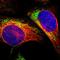 Mitochondrial RRNA Methyltransferase 1 antibody, HPA021598, Atlas Antibodies, Immunocytochemistry image 