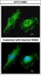 Integral Membrane Protein 2B antibody, GTX119361, GeneTex, Immunofluorescence image 