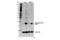 Histone H2B antibody, 34156S, Cell Signaling Technology, Western Blot image 