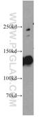 Cingulin antibody, 21369-1-AP, Proteintech Group, Western Blot image 