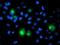 PTPN1 antibody, NBP2-01056, Novus Biologicals, Immunofluorescence image 