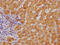 Monoamine Oxidase B antibody, CSB-RA999377A0HU, Cusabio, Immunohistochemistry paraffin image 