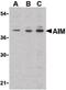 CD5 Molecule Like antibody, PA5-20242, Invitrogen Antibodies, Western Blot image 