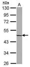Zinc Finger And SCAN Domain Containing 31 antibody, PA5-27894, Invitrogen Antibodies, Western Blot image 