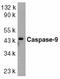 Caspase 9 antibody, LS-C294, Lifespan Biosciences, Western Blot image 