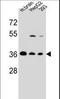 F-Box Protein 2 antibody, LS-C166080, Lifespan Biosciences, Western Blot image 