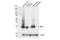 Myelin-oligodendrocyte glycoprotein antibody, 96457T, Cell Signaling Technology, Western Blot image 
