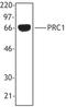 Protein Regulator Of Cytokinesis 1 antibody, LS-C41137, Lifespan Biosciences, Western Blot image 