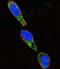 SRC-1 antibody, abx034016, Abbexa, Immunocytochemistry image 