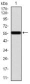 Calbindin 2 antibody, NBP2-52427, Novus Biologicals, Western Blot image 
